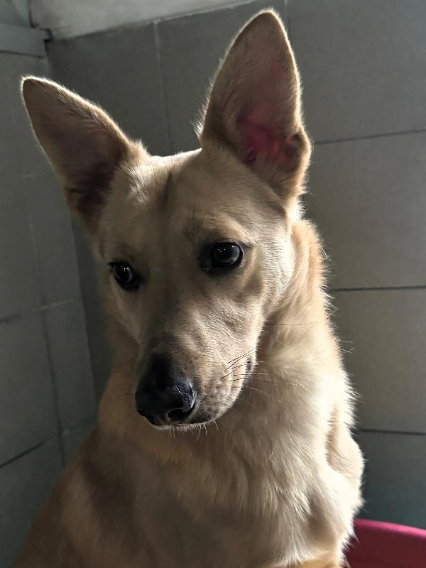 MANUEL DOLCE E TIMIDO Foto 4